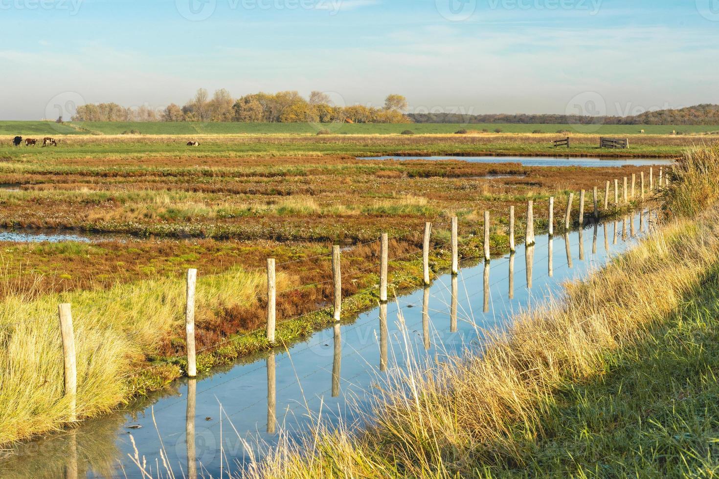 Overview from the wetlands in Burgh-Haamstede, with cows, Zeeland The Netherlands. photo