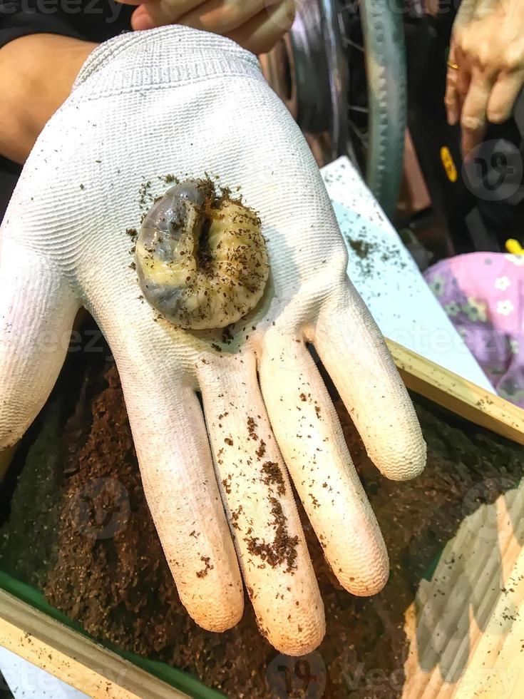 Pupa in hand photo