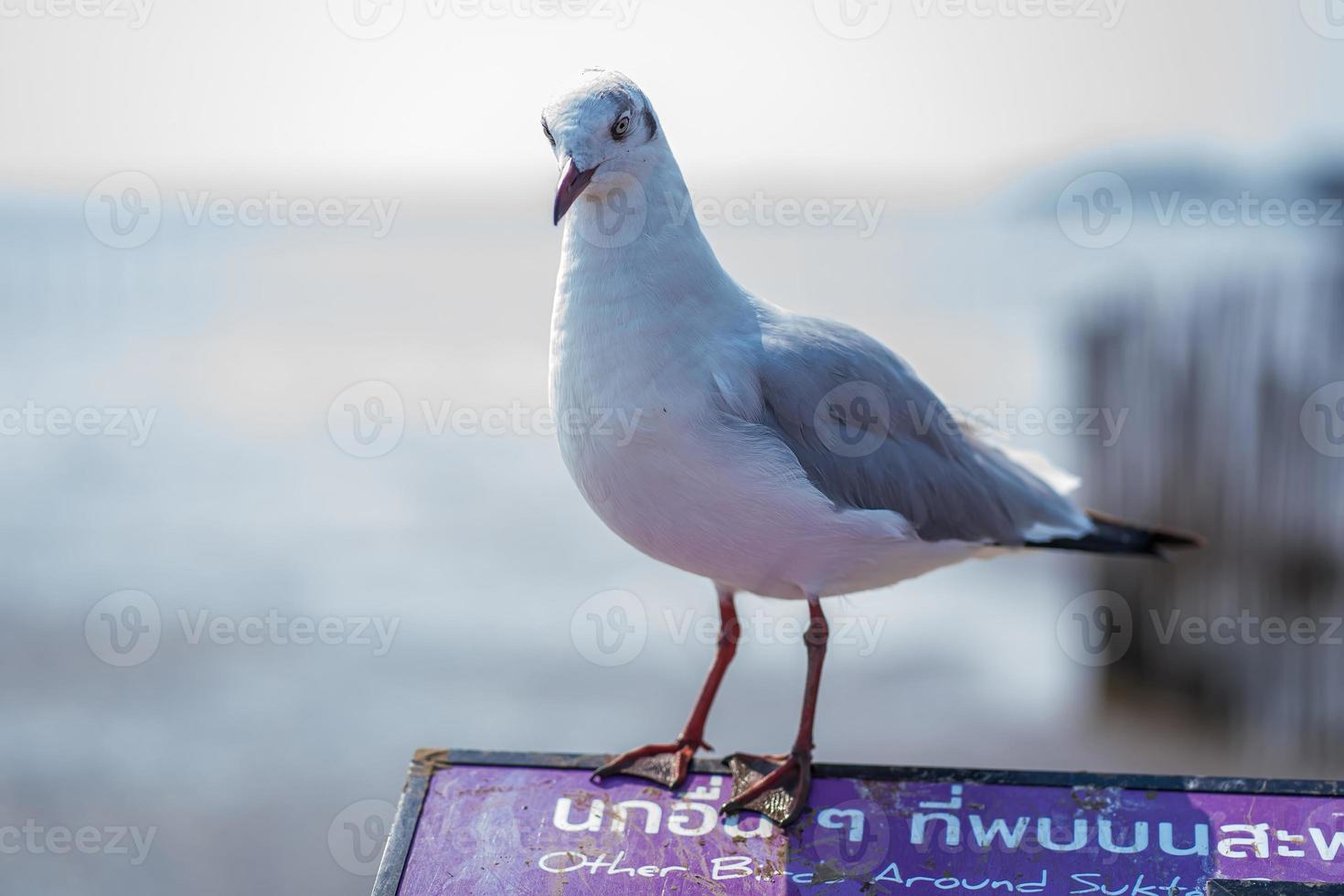 Close up view of seagull photo