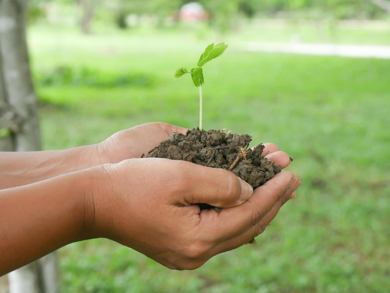 Young green trees in the hands of young women photo