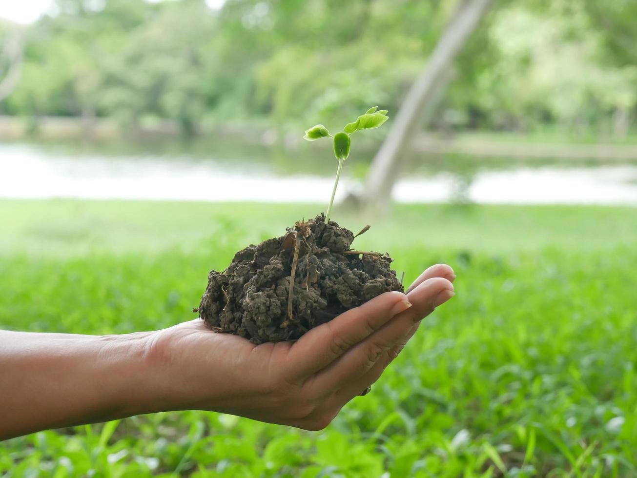 Young green trees in the hands of young women photo