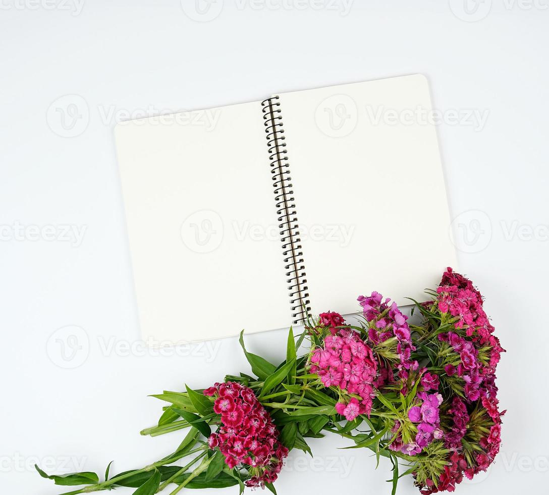 buds of a blooming Turkish carnation on a white background and an open notebook photo