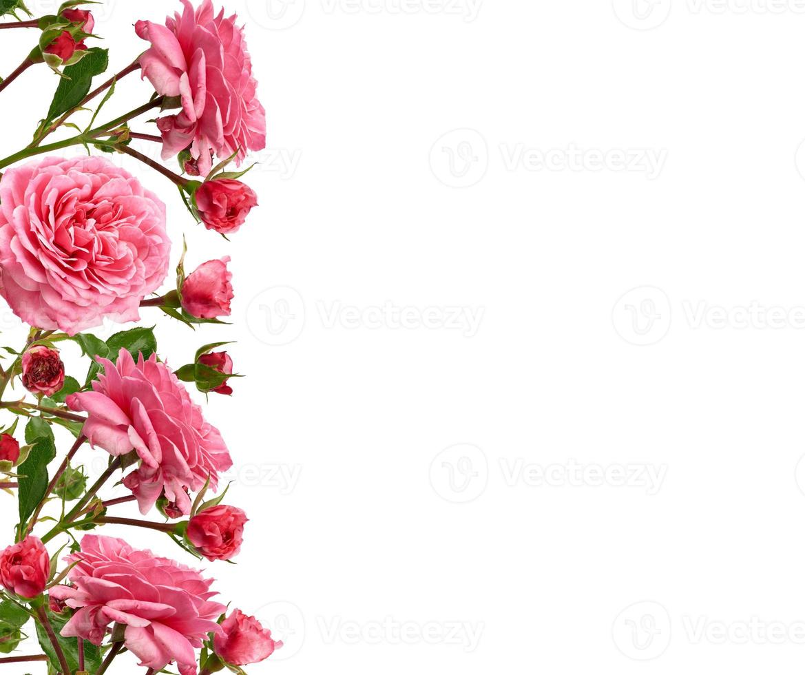 branch with green leaves and pink blooming rose buds isolated on white background, close up photo