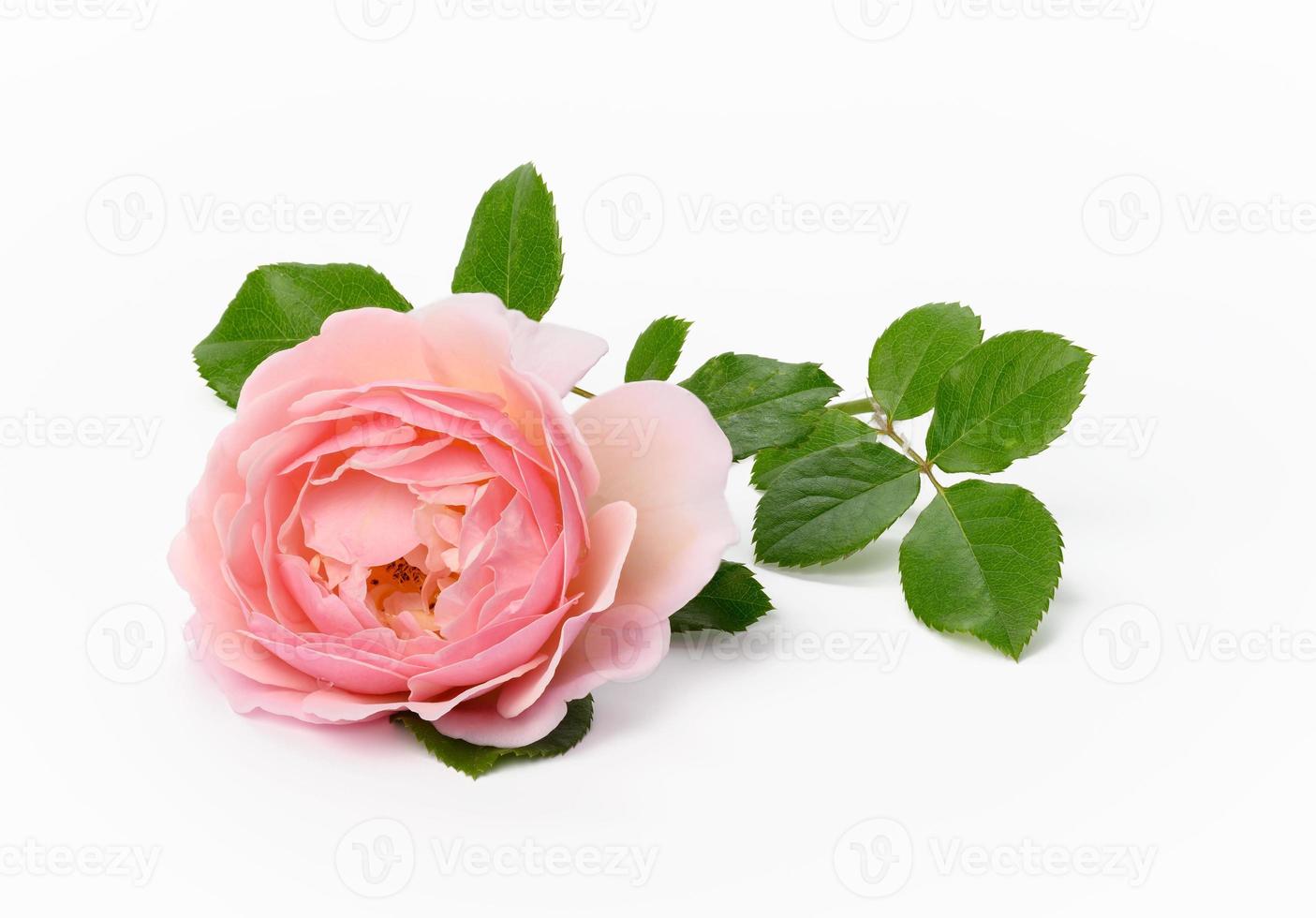 blooming pink rose bud with green leaves on a white background, beautiful flower photo