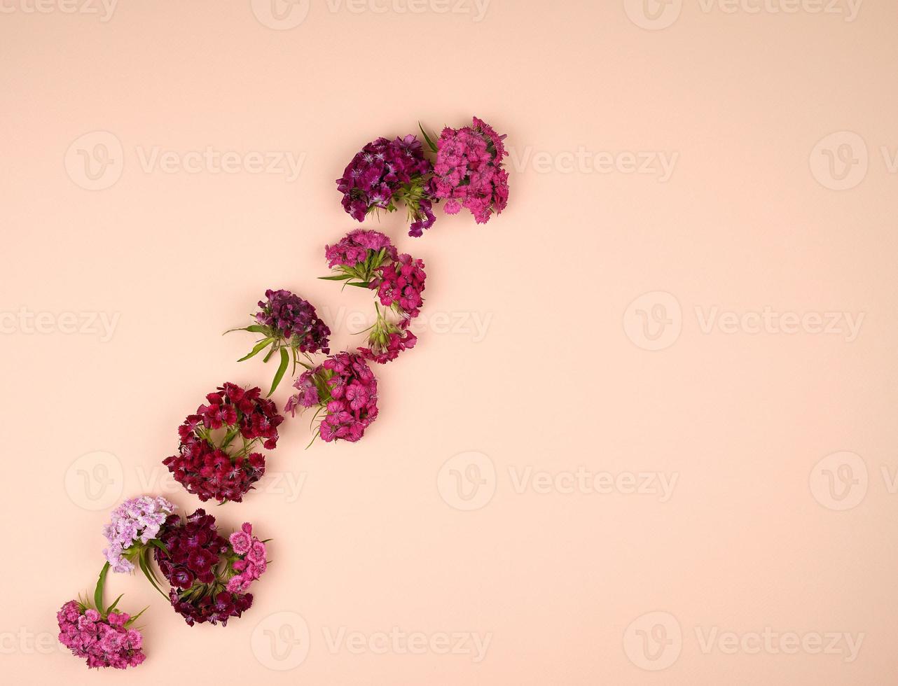 capullos en flor claveles turcos dianthus barbatus sobre un fondo pastel de melocotón foto