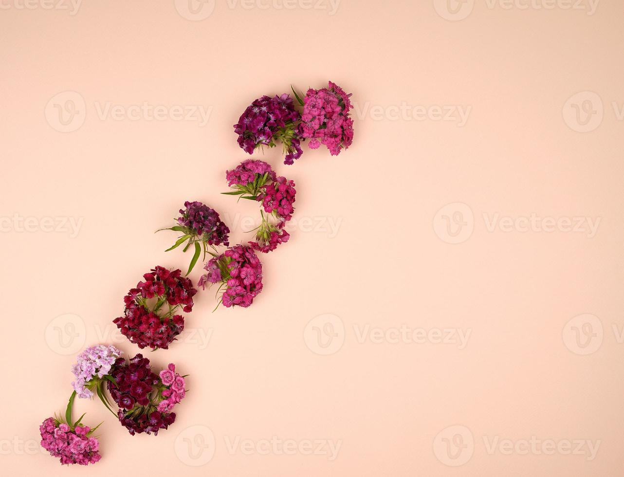 Buds blooming Turkish carnations Dianthus barbatus on a peach pastel background photo