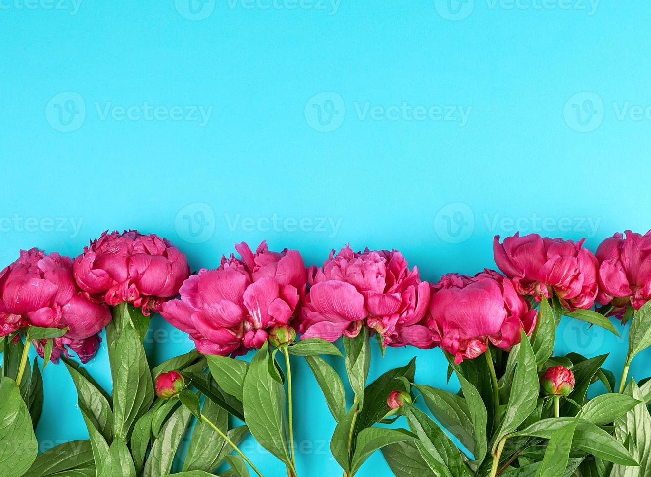 bouquet of red peonies with green leaves on a blue background photo