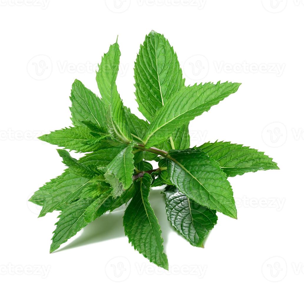 sprig of peppermint with green leaves on a white isolated background. Culinary spice for drinks and food photo