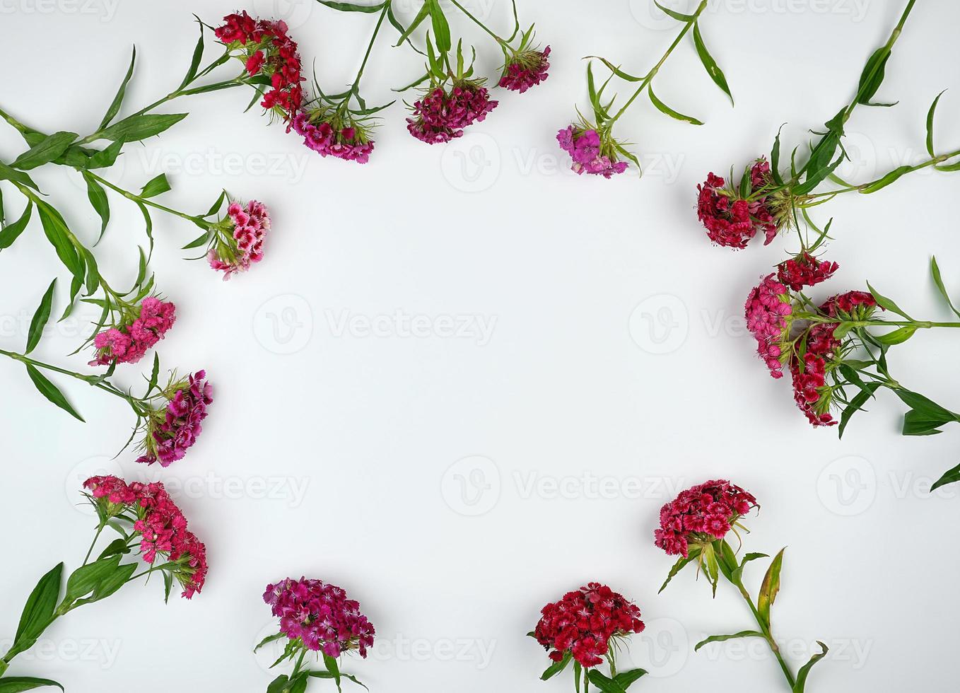 Buds blooming Turkish carnations Dianthus barbatus photo