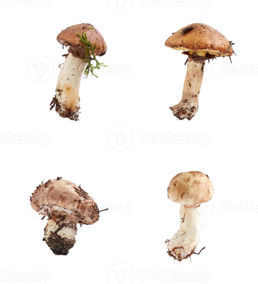 bosque fresco crudo comestible hongo suillus luteus foto