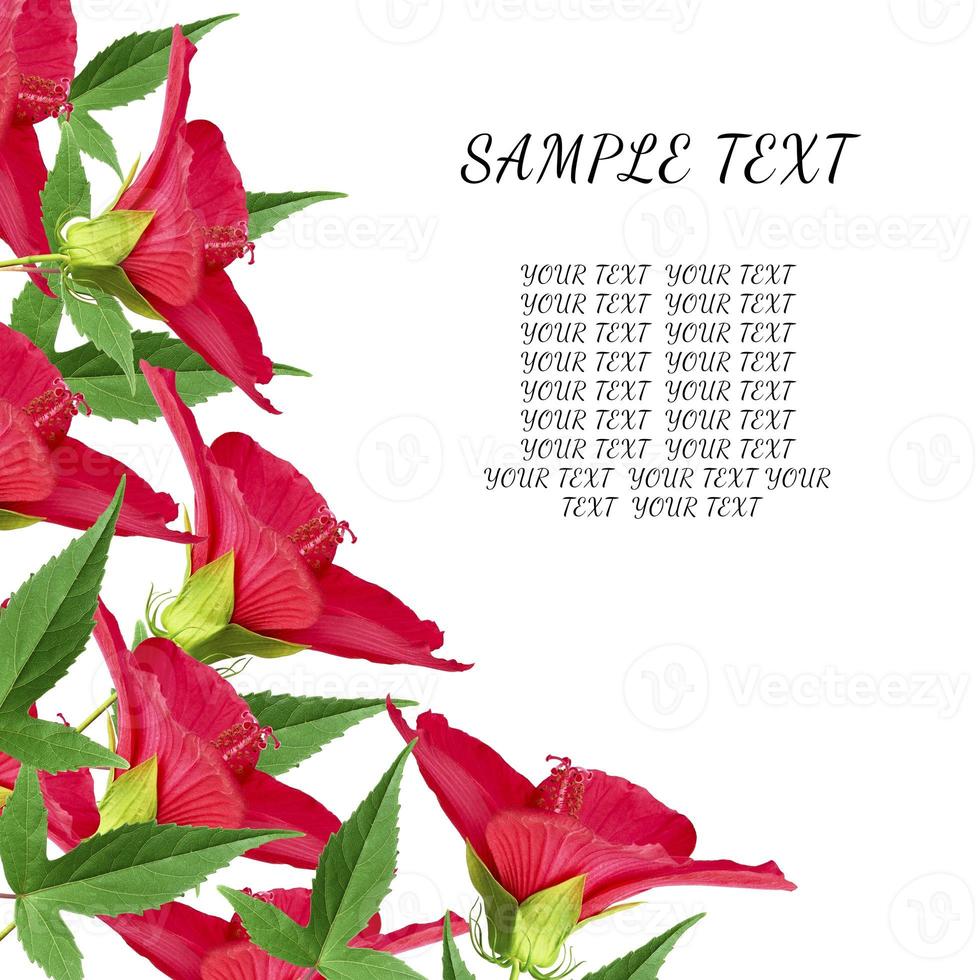 blooming buds of red hibiscus and green leaves, angular layout of the festive background photo