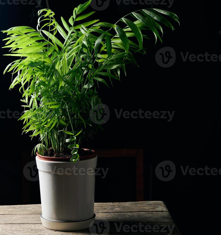 growing palm tree bush in a pot on a black background photo