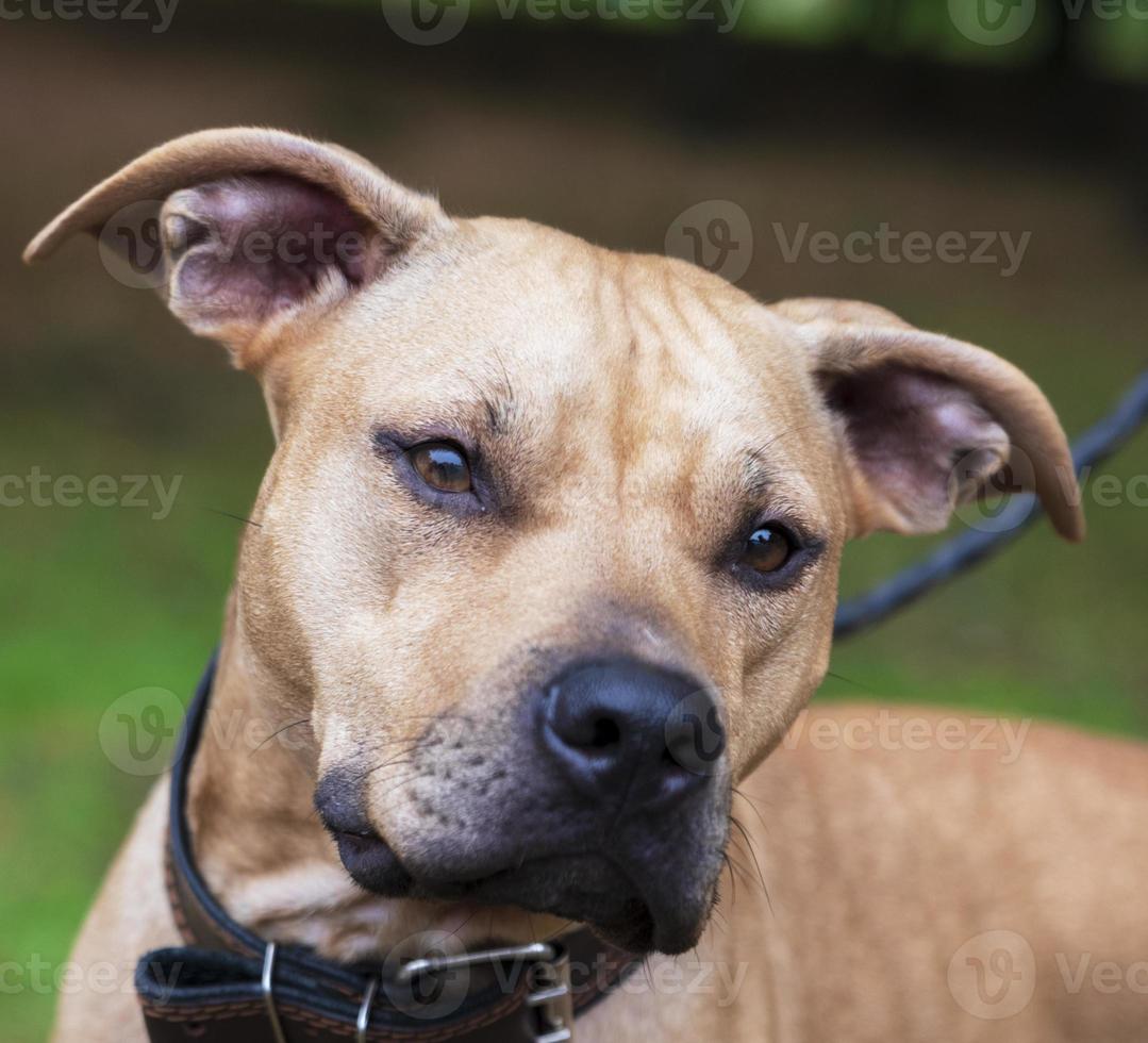 portrait brown American pit bull terrier photo