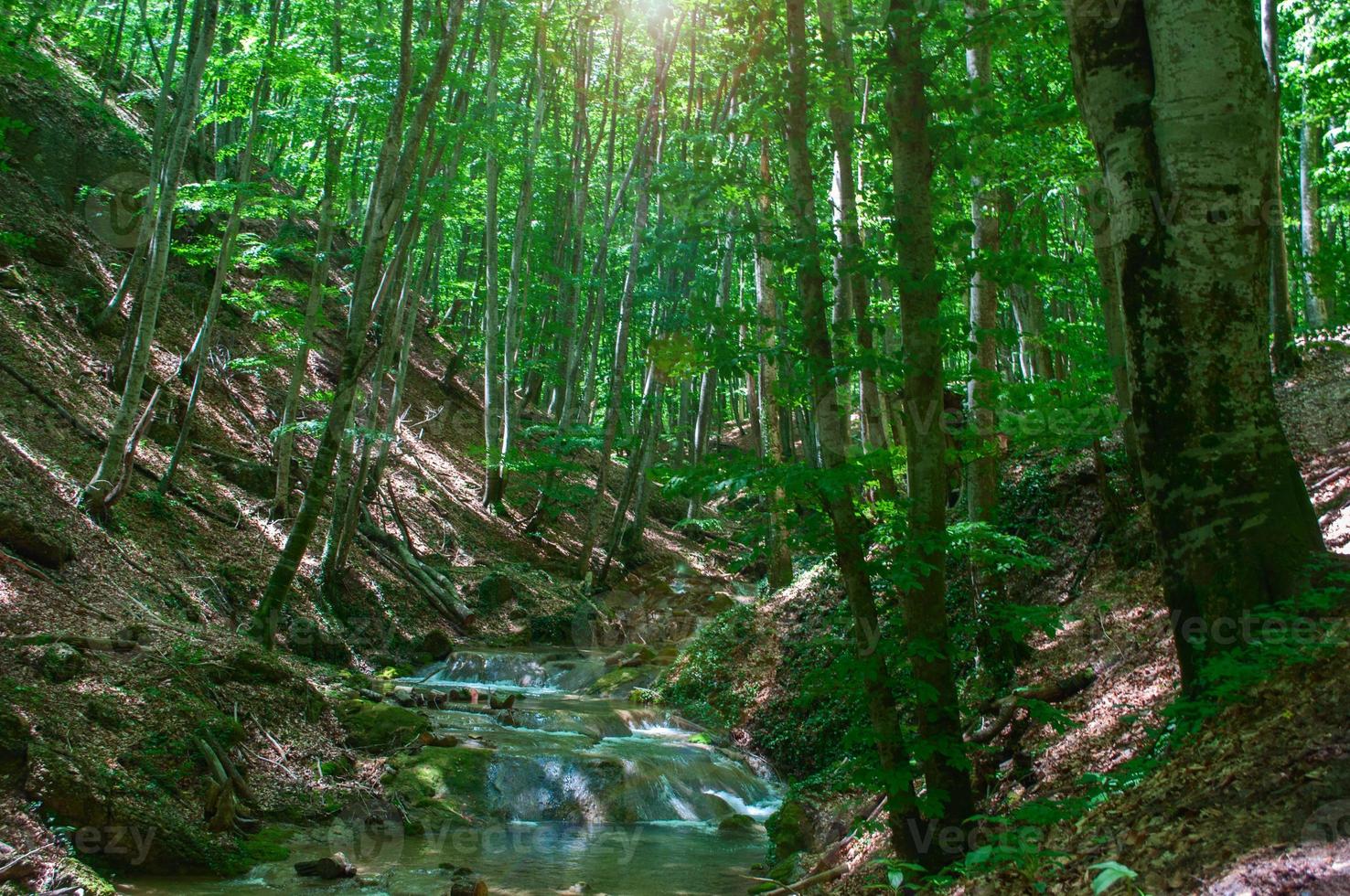 Natural creek in a dense forest photo