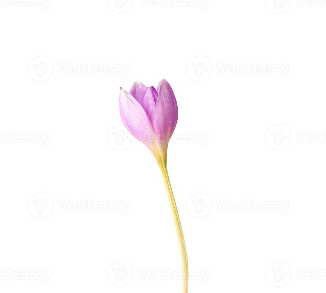 unblown bud of a purple crocus flower on a long stem photo