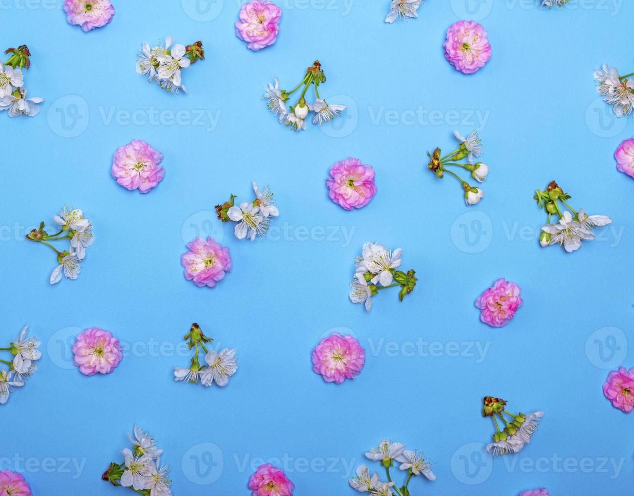 blue background with blooming white and pink flowers photo
