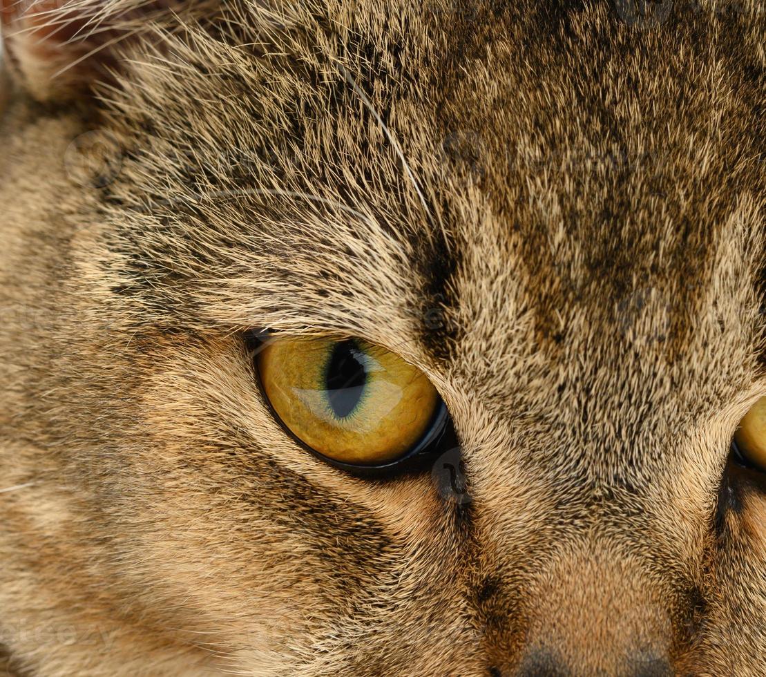 orange  eye scottish kitten with straight ears photo