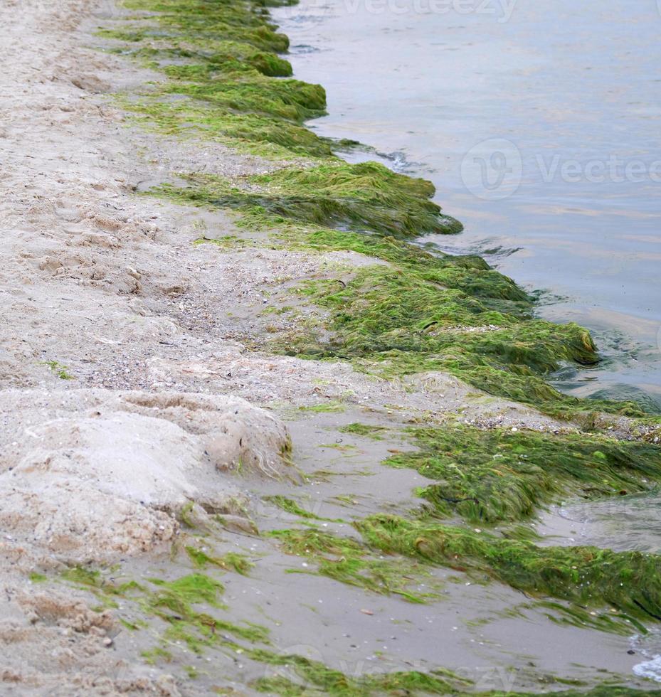 costa arenosa con algas verdes después de una tormenta foto