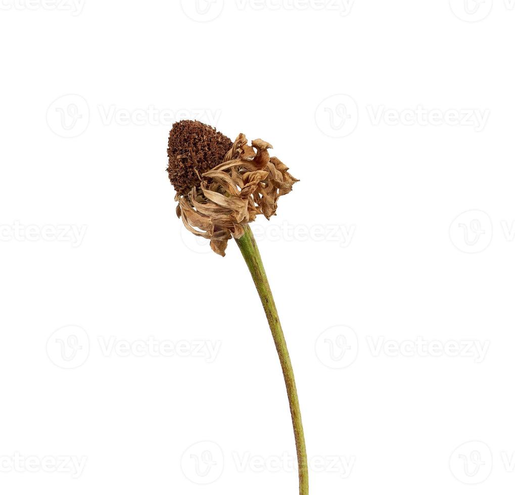 wilted zinnia flower bud on a stalk isolated on white background photo