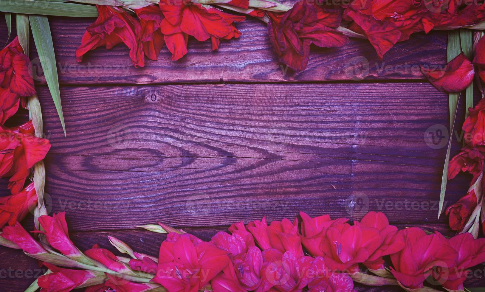 Red galadiolus on a brown wooden background photo