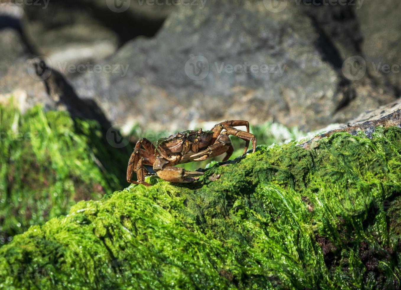 sea crab sits on a rock with green algae photo