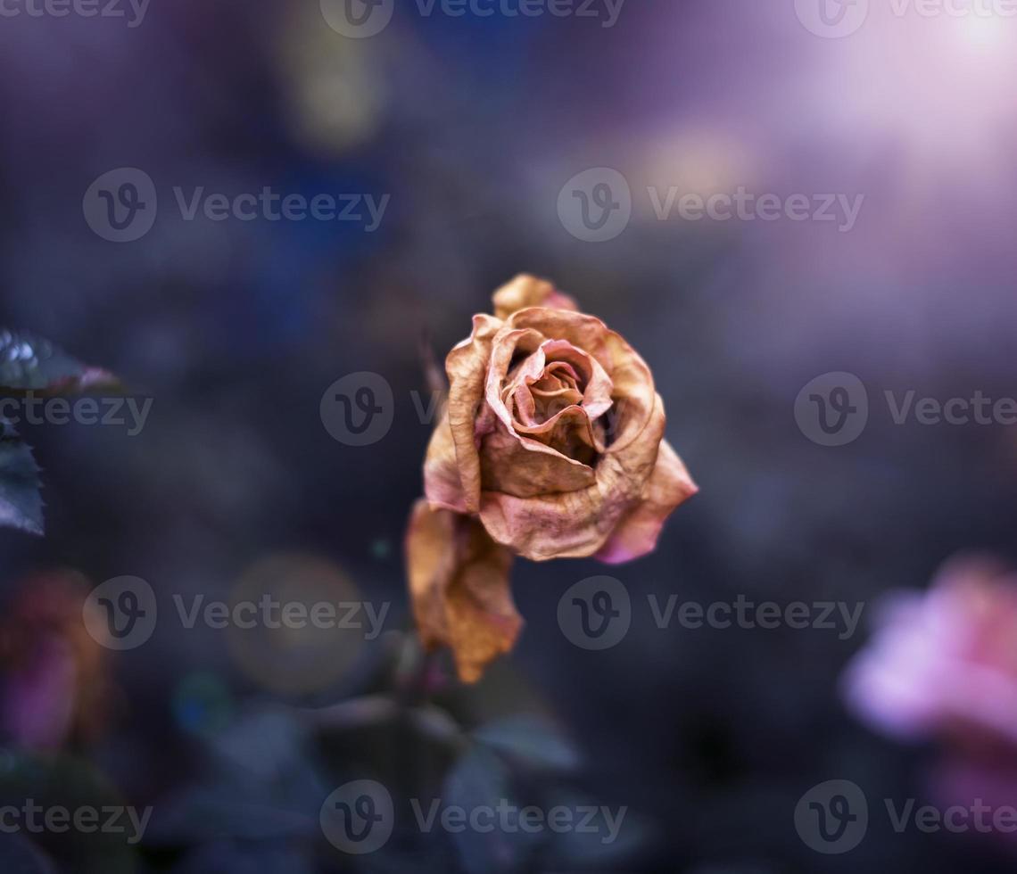 a dried rose in the garden photo