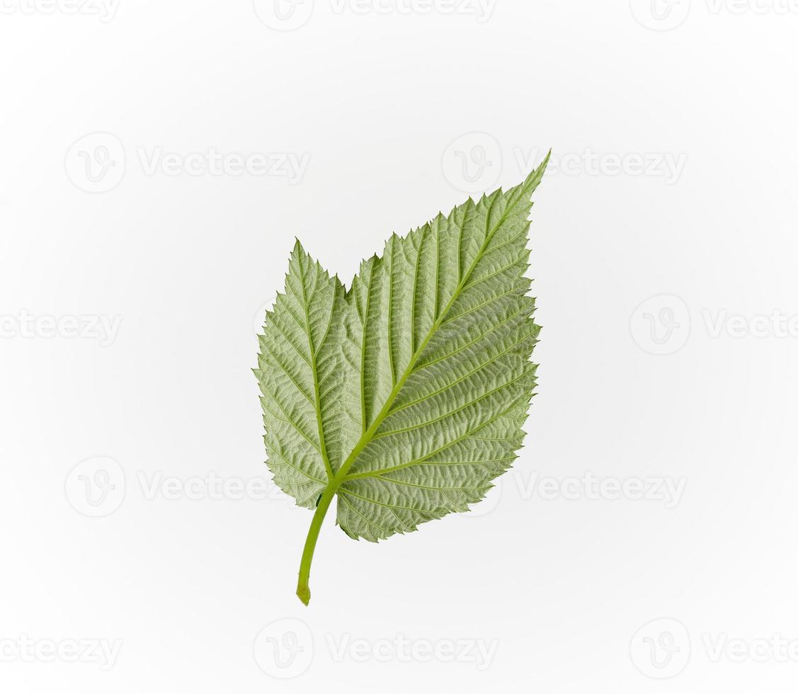 lado estructural inverso de una hoja de frambuesa verde sobre un fondo blanco foto