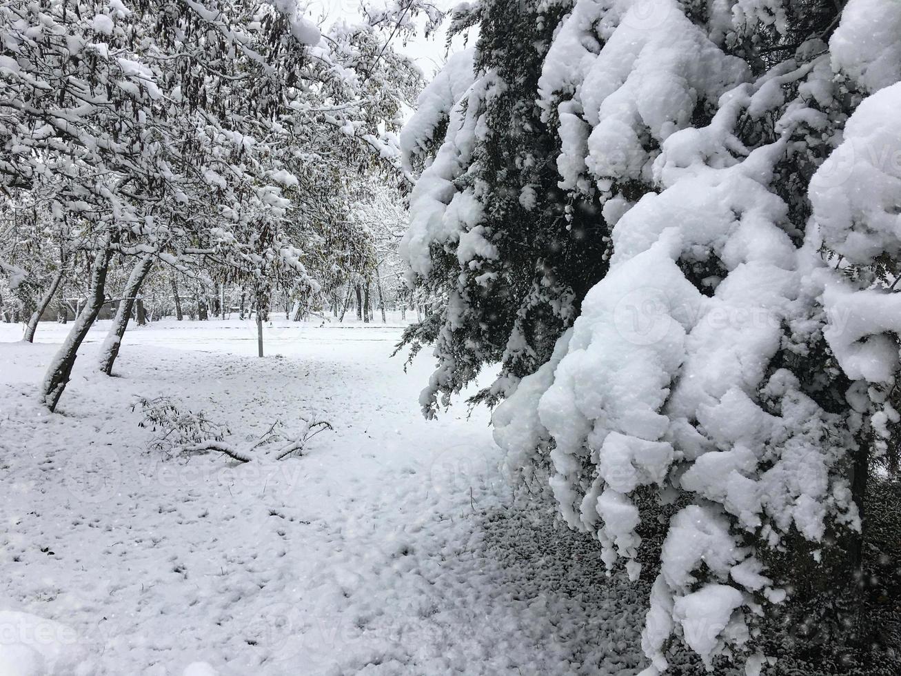 trees covered with a thick layer of snow photo