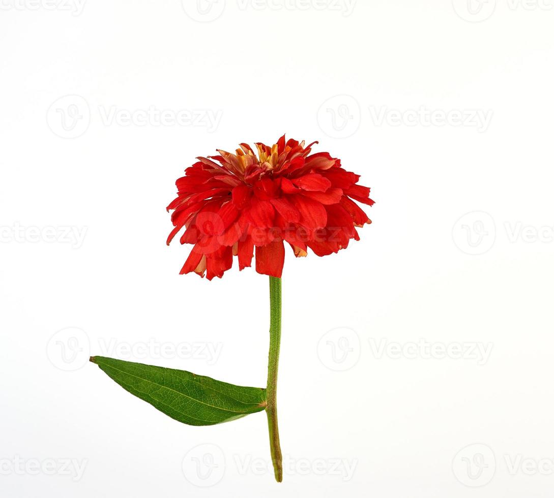 red blooming zinnia bud on a green stem with a leaf photo
