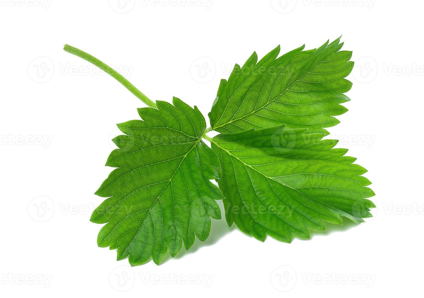 Green strawberry leaf isolated on white background photo