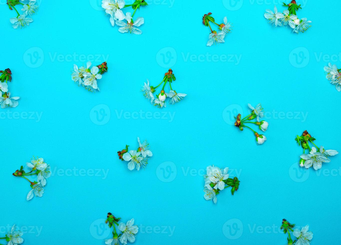 blue background with blooming white flowers and green stems of cherry photo