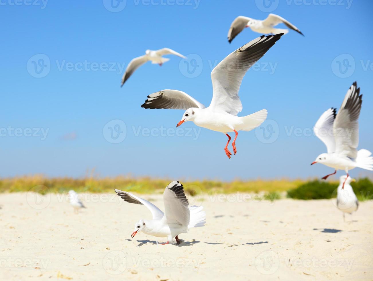 white seagulls on the beach photo