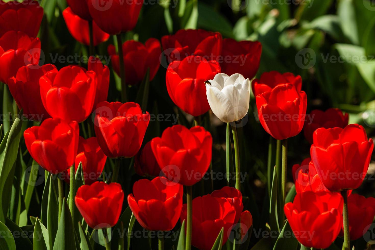 Spring field of colorful tulips photo