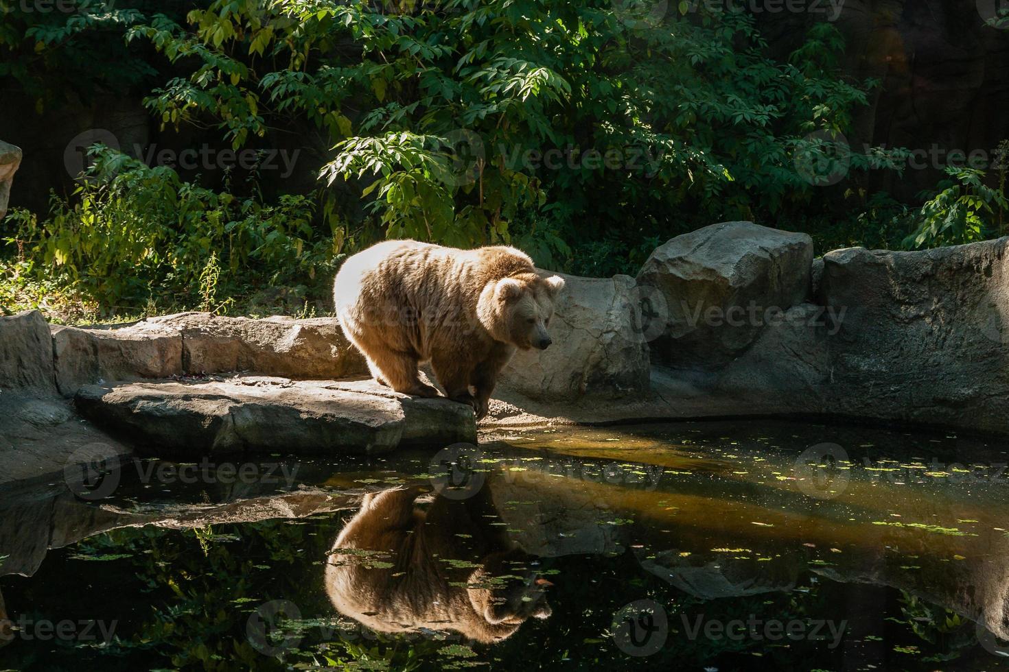 white Bear on the lake look at your reflection photo