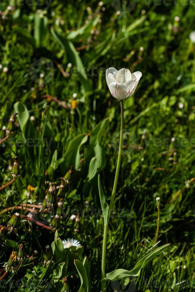 macro de tulipanes blancos sobre un fondo de hierba verde foto