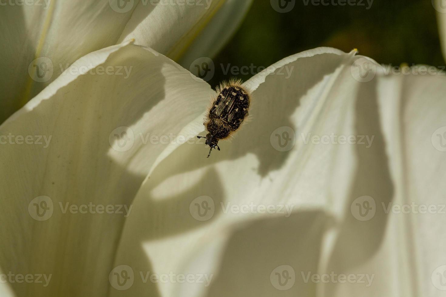 White tulips with an insect on a petal photo