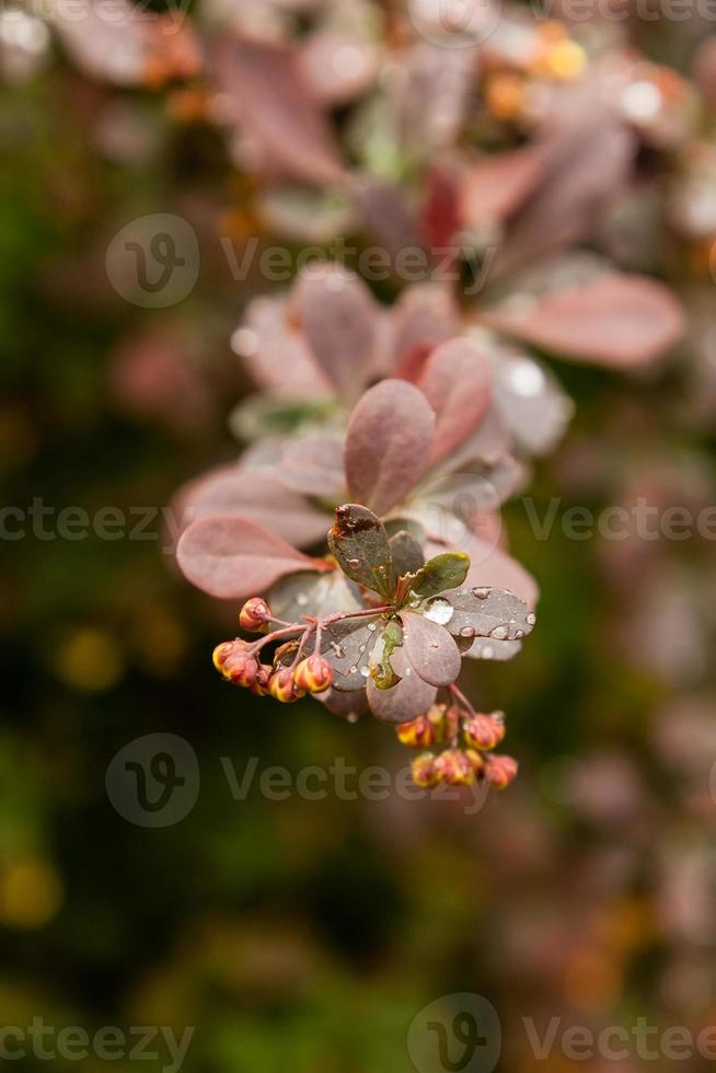 Spring bushes with leaves on which drops of rain photo