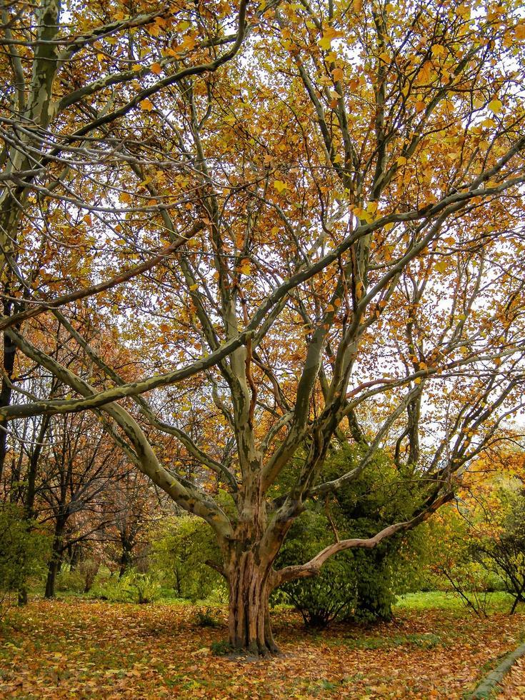 Large tree with a branch photo