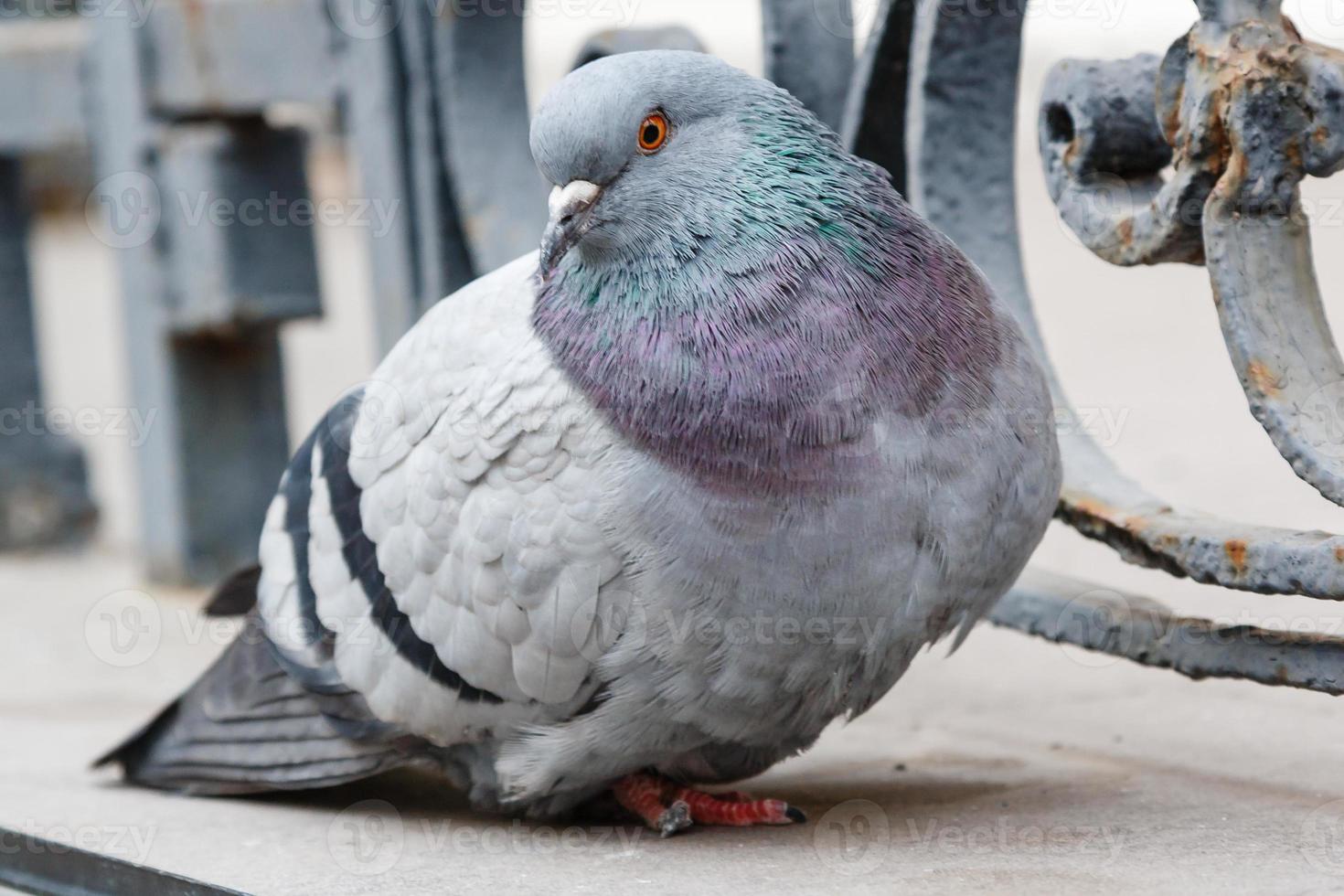 portrait of a beautiful dove photo