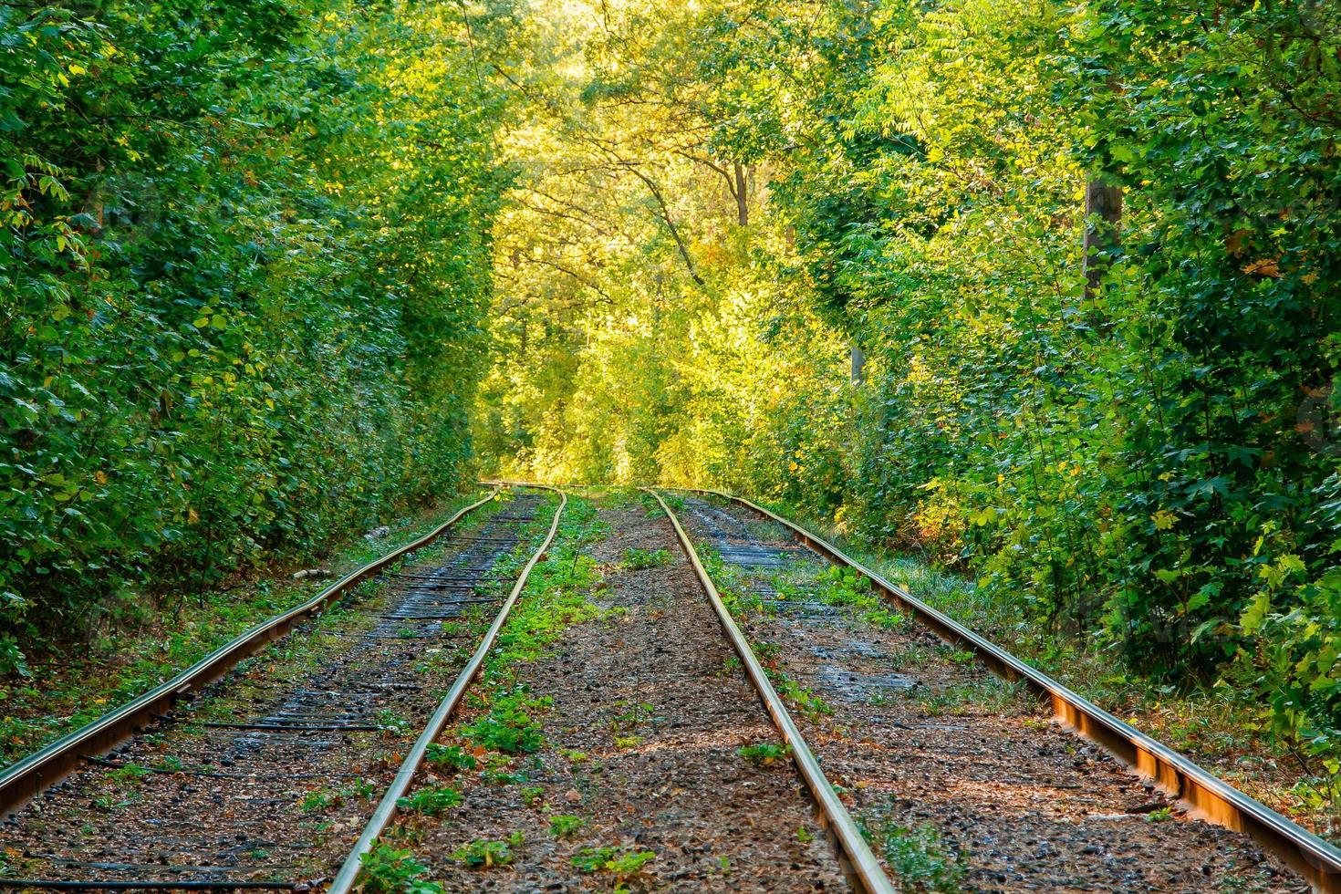 Tram and tram rails in colorful forest photo