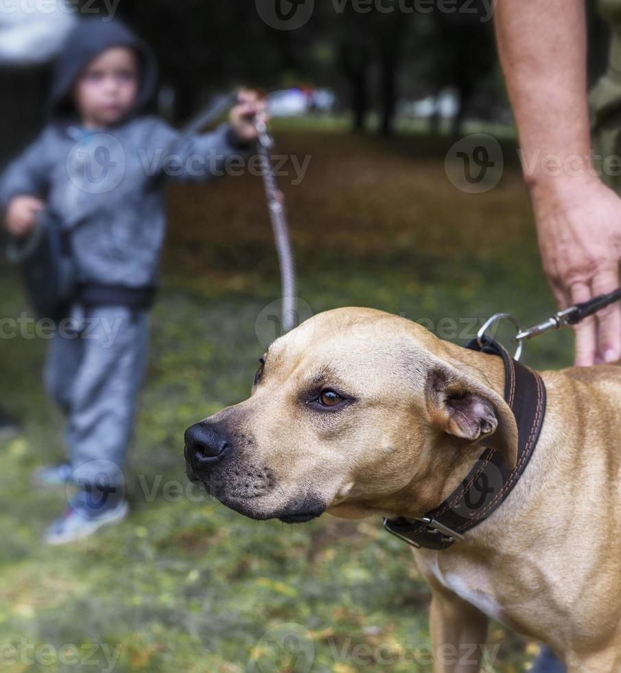 American pit bulls and a small child in the park photo