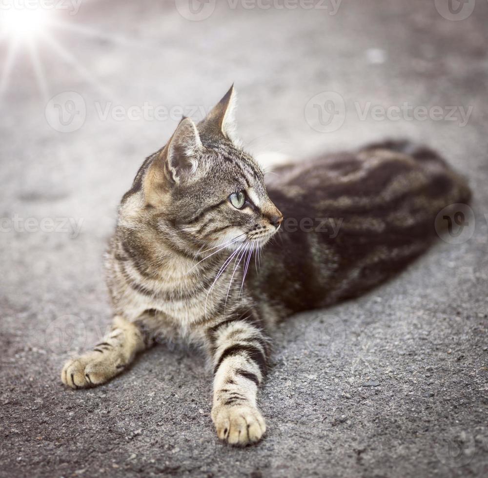 young striped gray cat lies on a gray asphalt photo