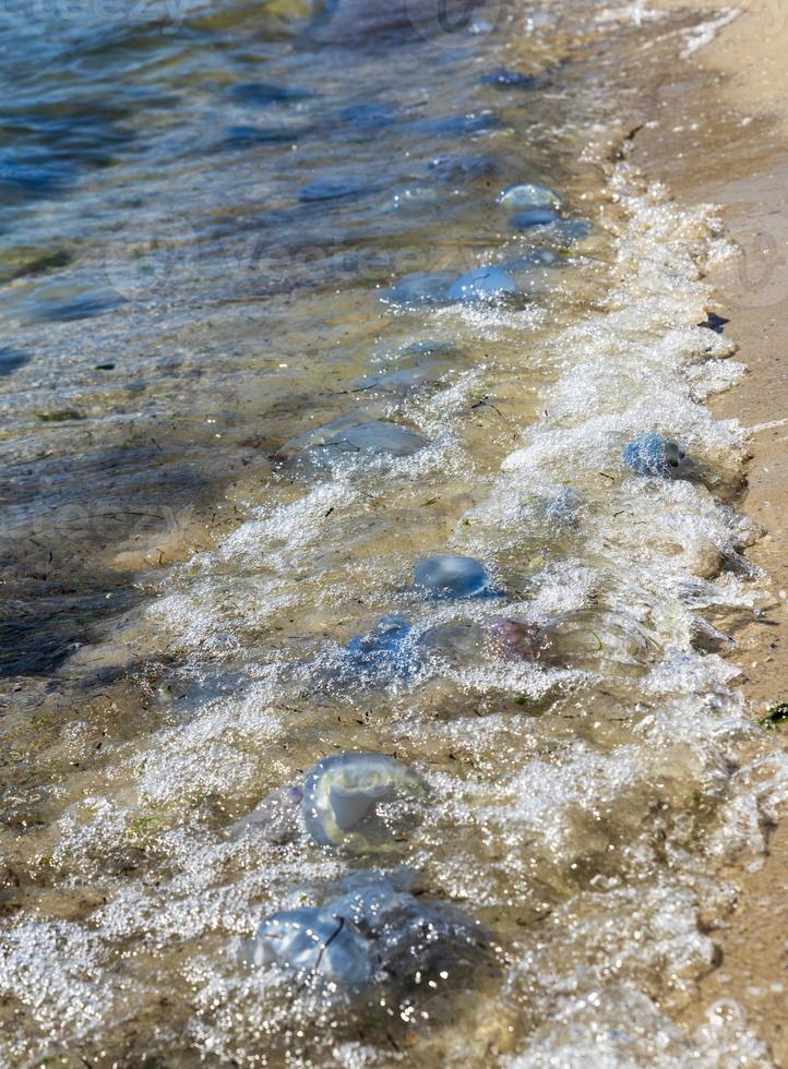 medusas vivas y muertas en la orilla del mar negro en un día de verano foto