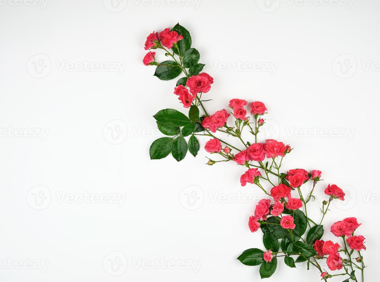 blooming buds of pink roses and green leaves on a white background photo