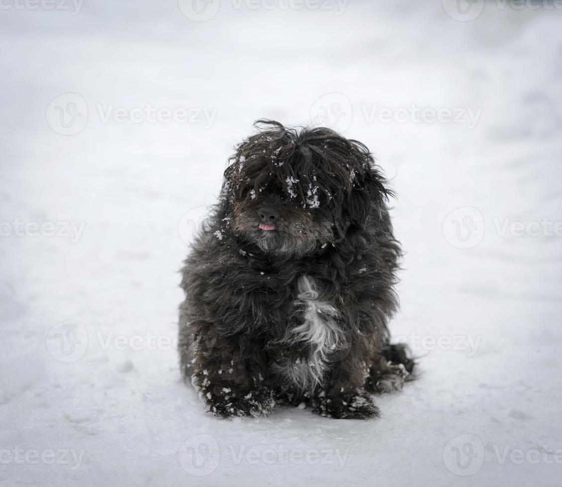 perro peludo negro se sienta en la nieve foto