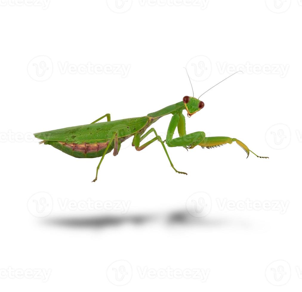green mantis is standing and looking at the camera on a white background photo