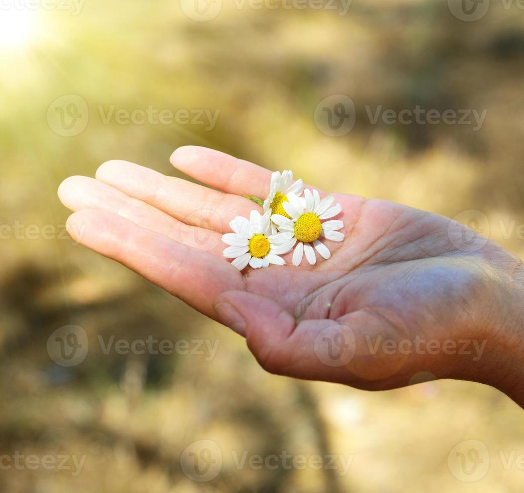 tres flores de manzanilla blanca foto