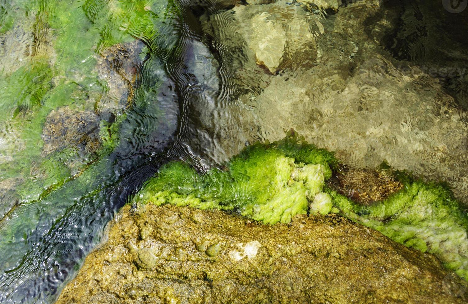seawater and green algae under transparent water photo