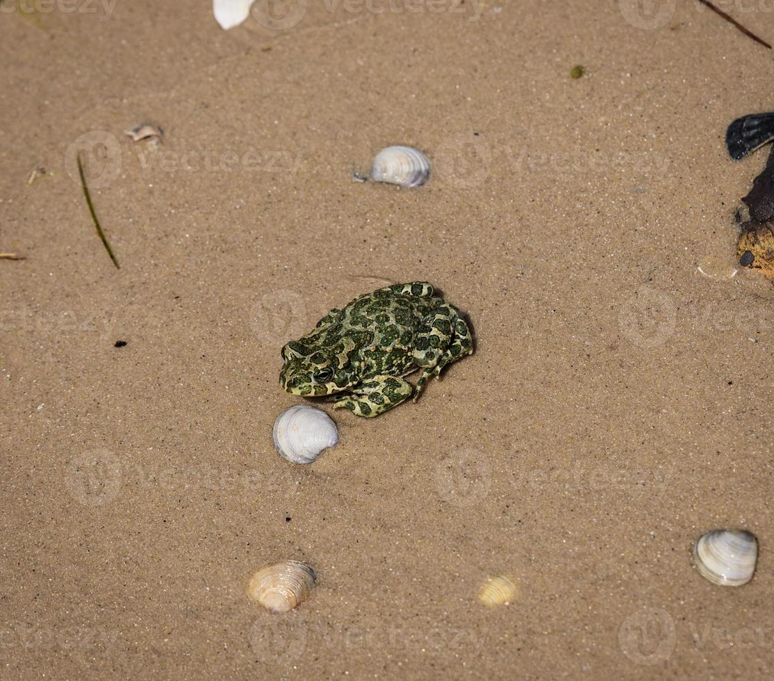 rana terrestre en la arena en un día de verano foto