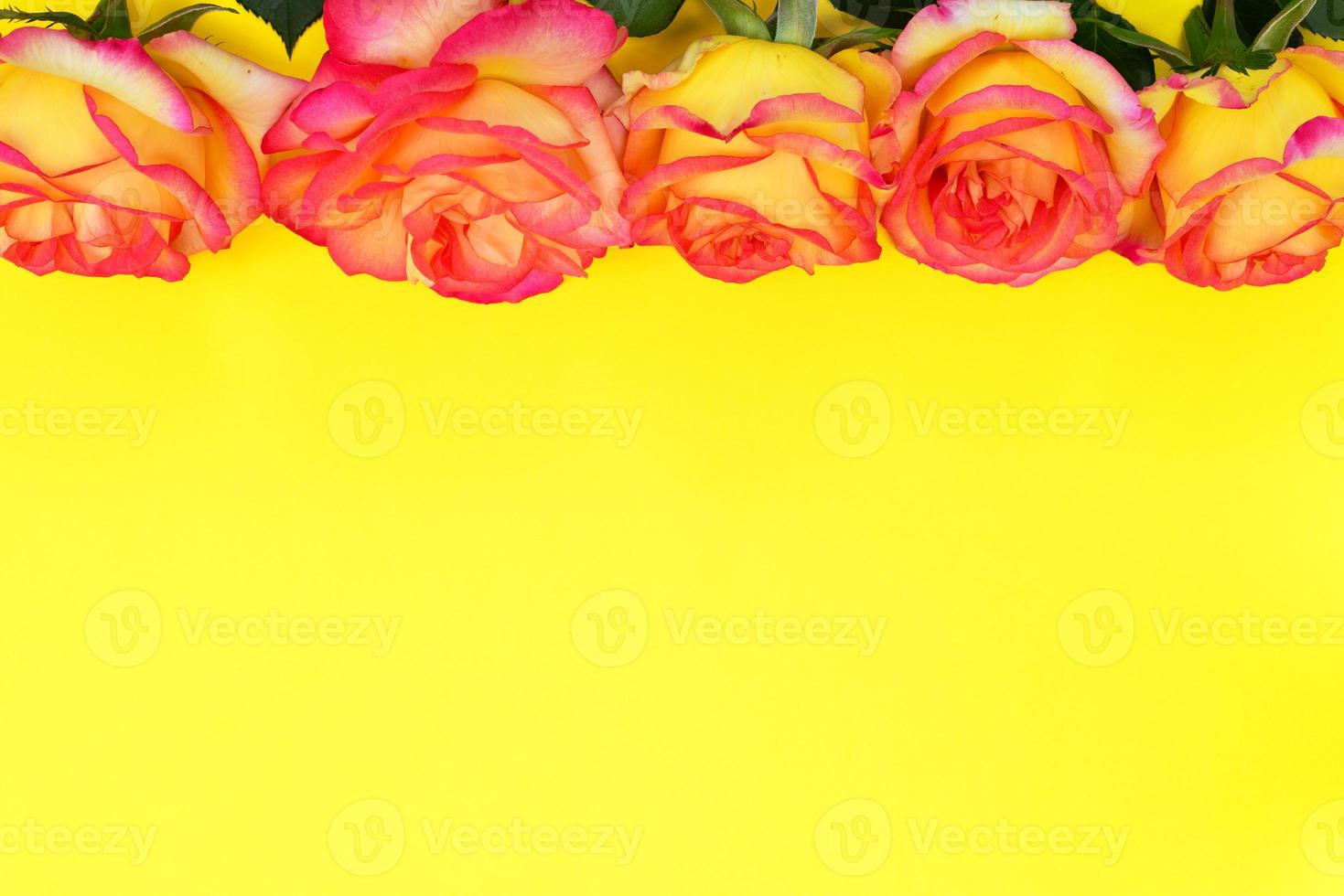 Flowering buds of yellow red roses photo